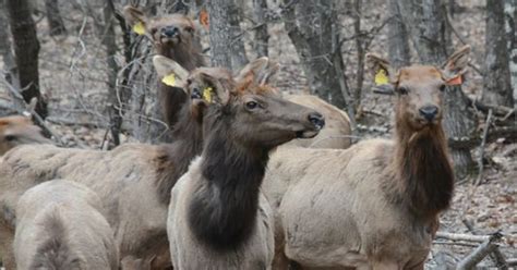 Elk in Wisconsin 